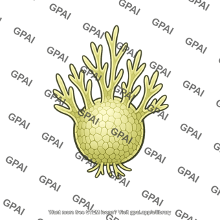 Gametophyte female