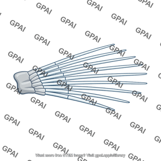 Fin skeleton