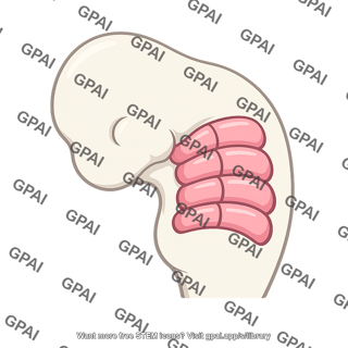 Pharyngeal arch external