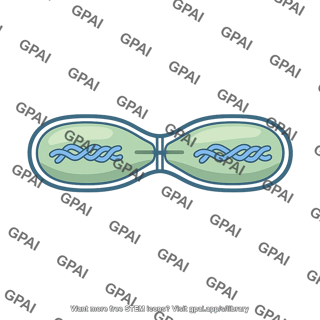 Binary fission
