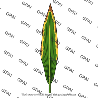Maize leaf potassium deficient