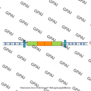 Gene linear