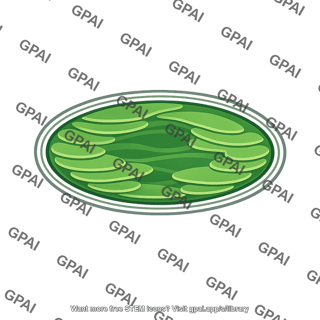 Wild type plastid