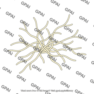 Actinomycete bacterium