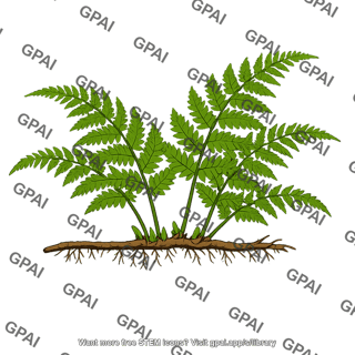 Fern with visible rhizome