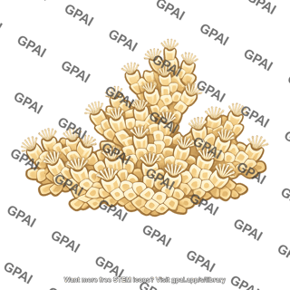 Ectoproct colony