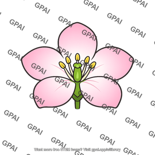 Eudicot flower