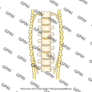 Sympathetic chain