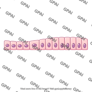 Transport epithelium