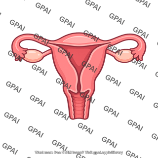 Female reproductive system