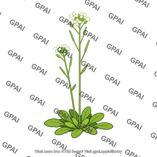 Mustard plant arabidopsis thaliana