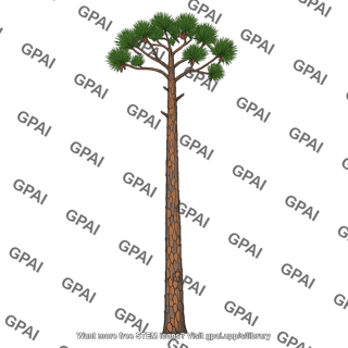 Longleaf pine