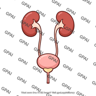 Mammalian excretory system