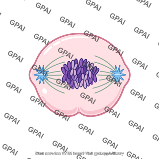 Bone marrow cell dividing