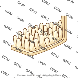 Cell wall ingrowth