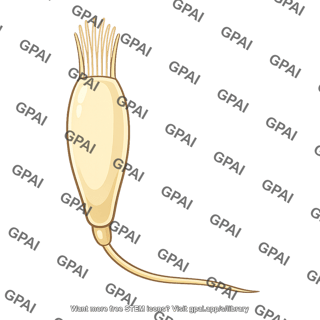 Hair cell mechanoreceptor