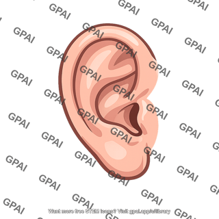 Outer ear
