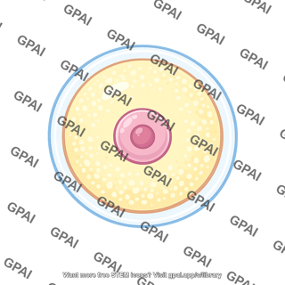 Human egg cell