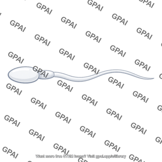 Sperm cell