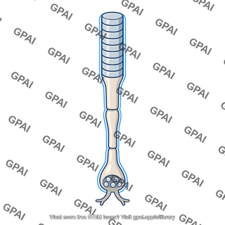 Rod cell hyperpolarized