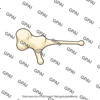 Middle ear bone