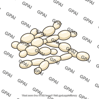 Candida albicans