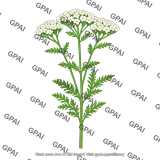 Achillea lanulosa