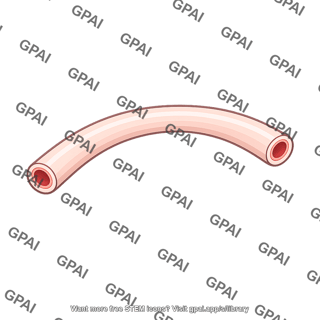 Vas deferens