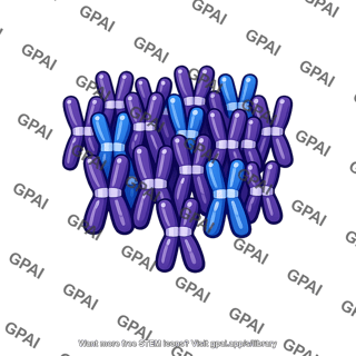 Chromosome polyploid
