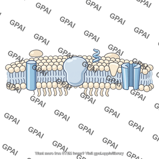 Plasma membrane with proteins