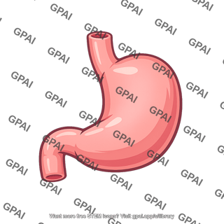 Human stomach
