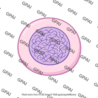 Interphase cell