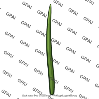 Hornwort sporophyte