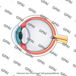 Eye cross section