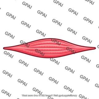 Contractile fiber