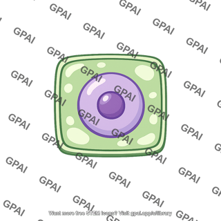 Meristematic cell
