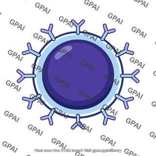Mature b cell