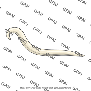 Hookworm