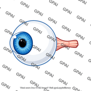 Eyeball with optic nerve