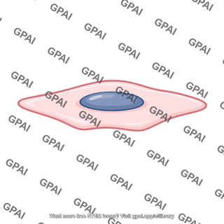 Endothelial cell