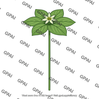 Herbaceous flowering plant