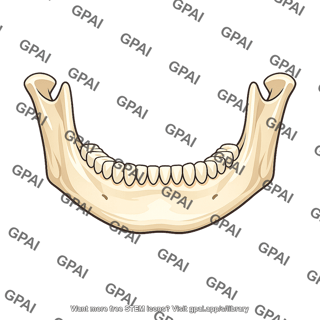 Human mandible