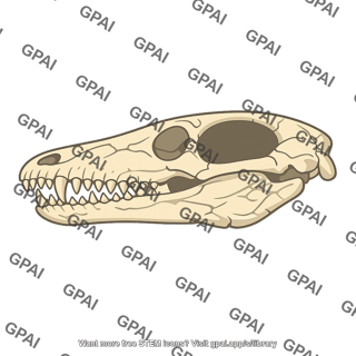 Cynodont skull early