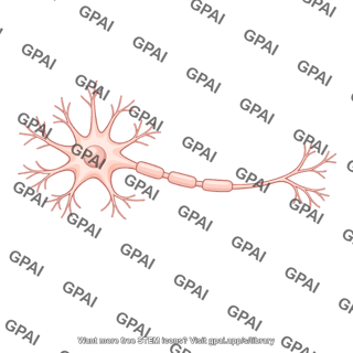 Cerebral neuron