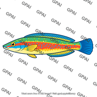 Peacock wrasse