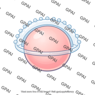 Egg slow block to polyspermy