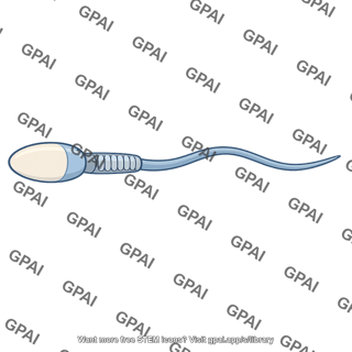 Sperm cell mature