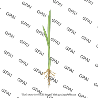Grass seedling