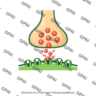Excitatory synapse