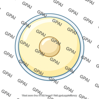 Animal egg cell
